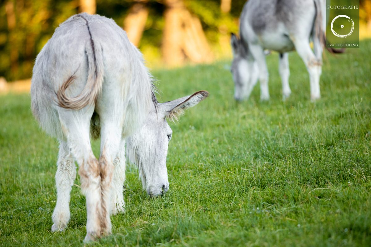 Pfotenhilfe Sommer 2021-41