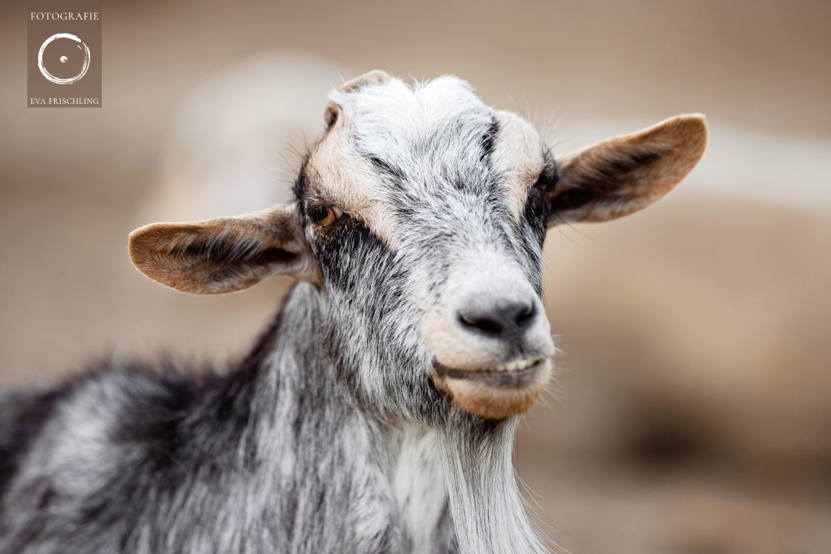 Pfotenhilfe Sommer 2021-43