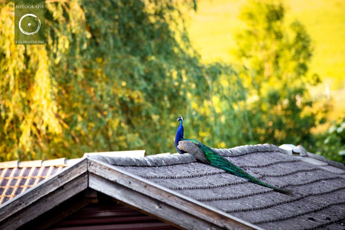 Pfotenhilfe Sommer 2021-46