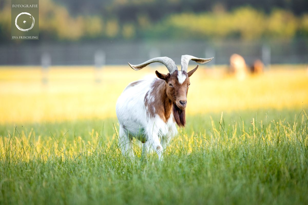 Pfotenhilfe Sommer 2021-47