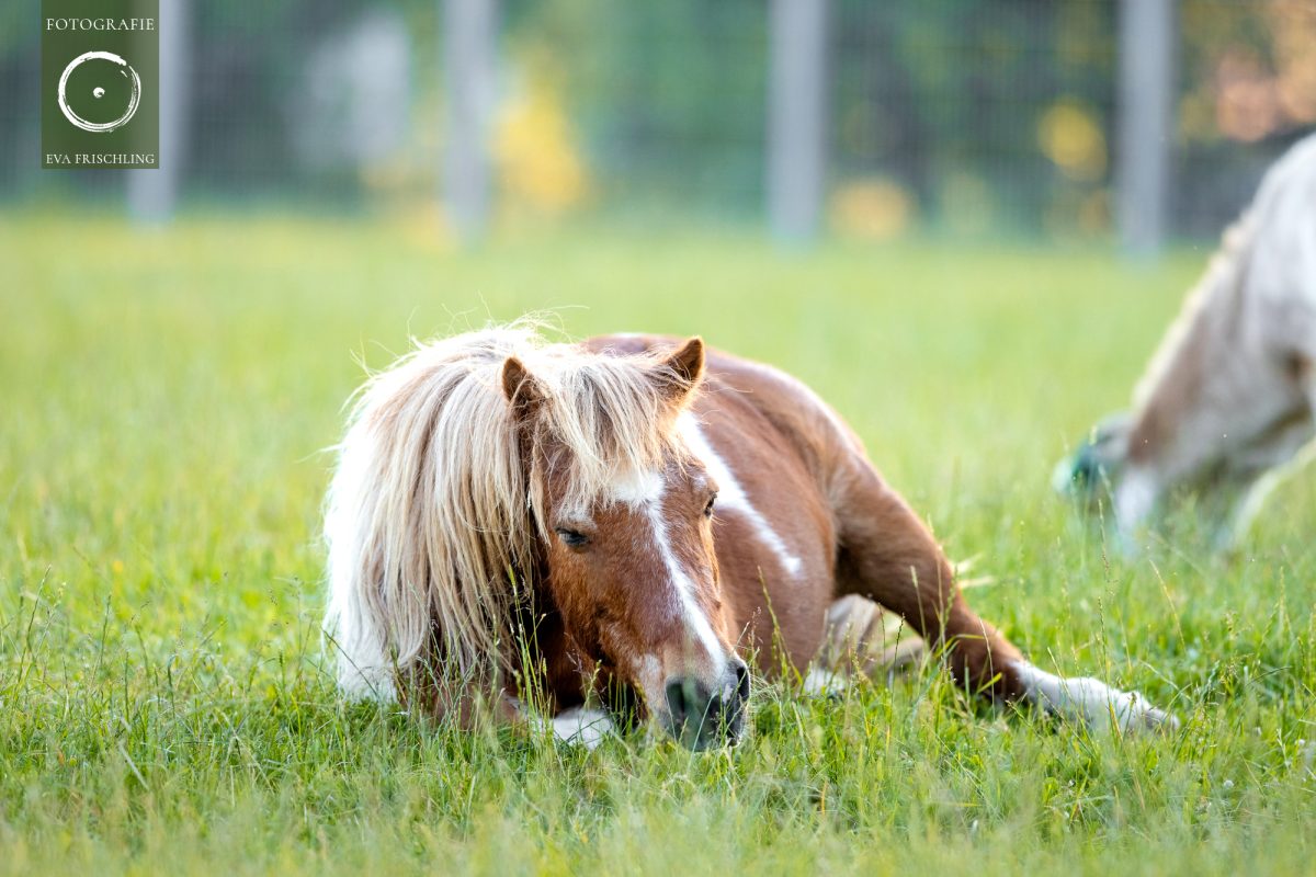 Pfotenhilfe Sommer 2021-48