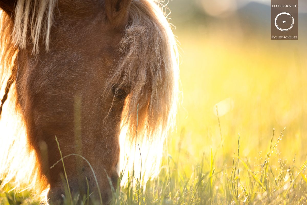 Pfotenhilfe Sommer 2021-5