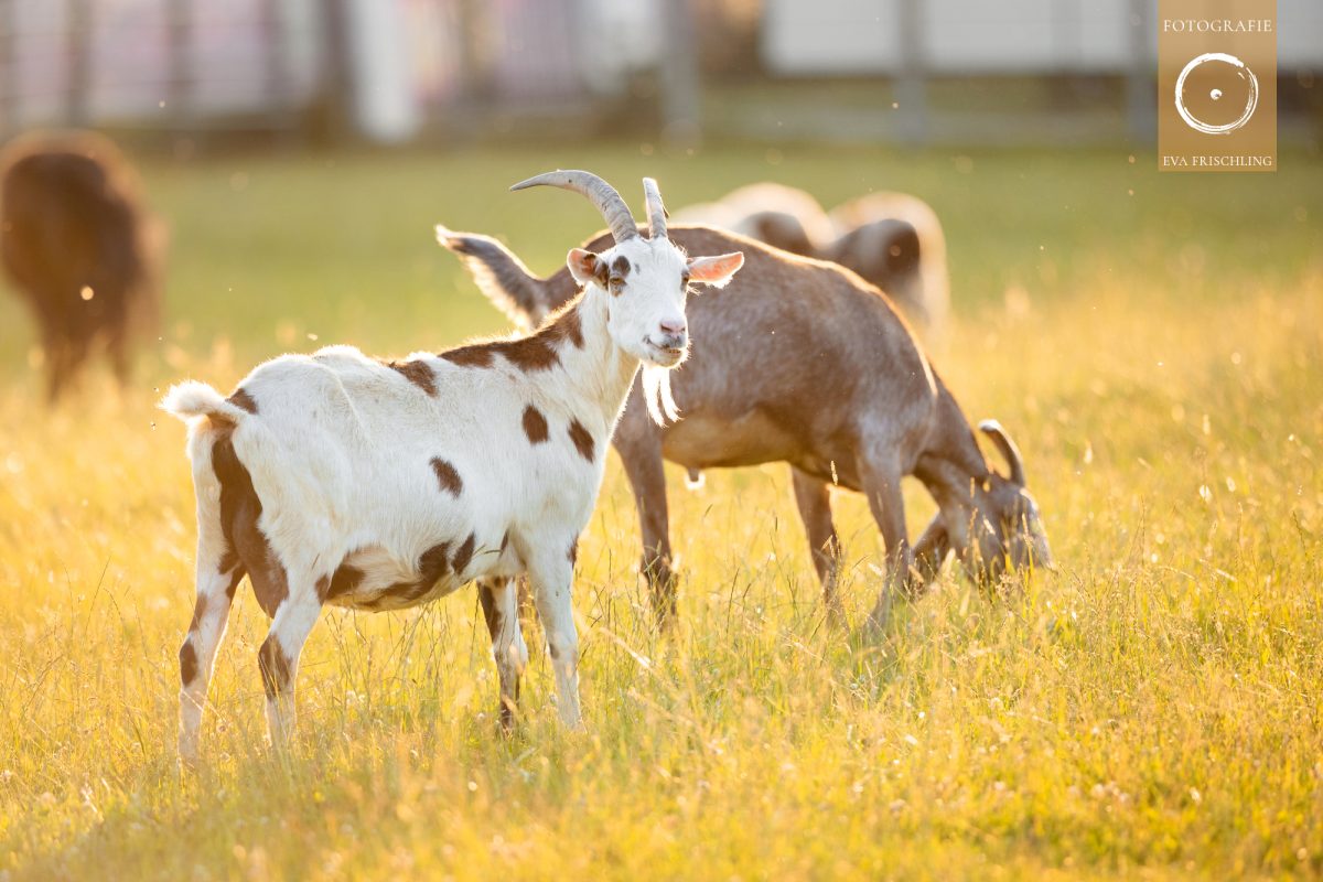 Pfotenhilfe Sommer 2021-50