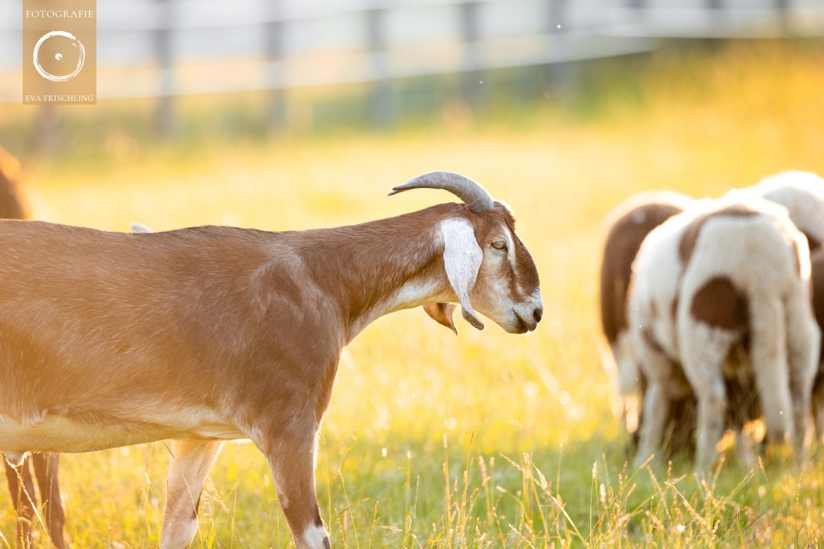 Pfotenhilfe Sommer 2021-51