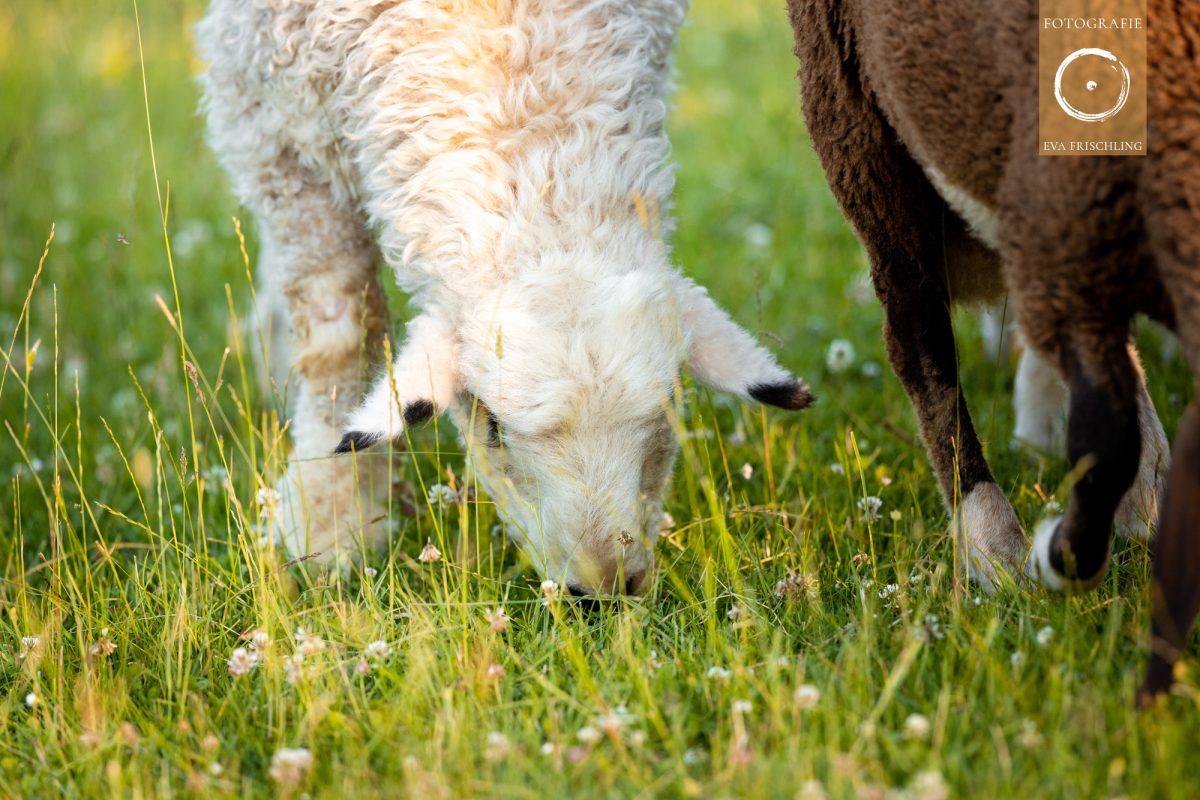 Pfotenhilfe Sommer 2021-55