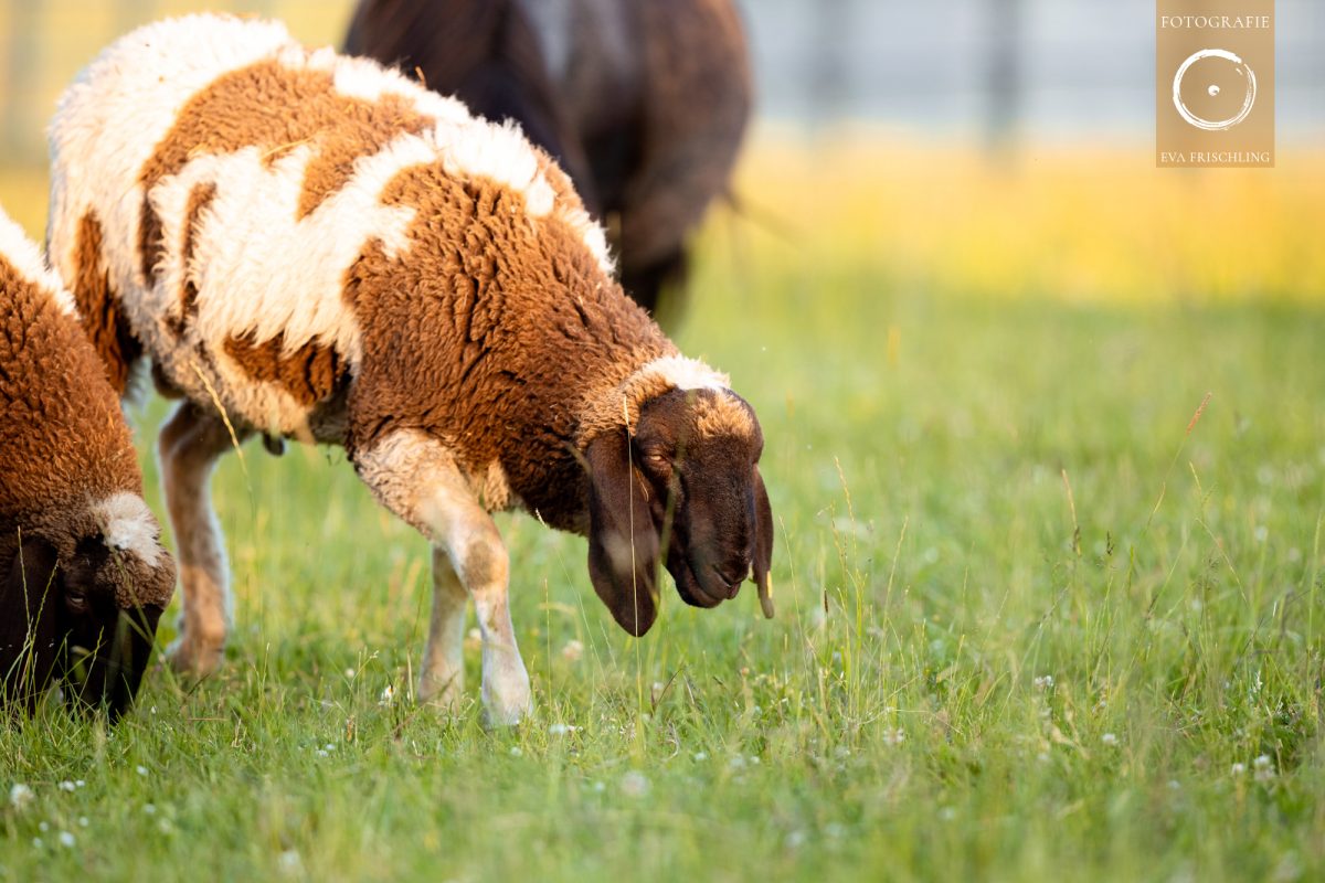 Pfotenhilfe Sommer 2021-56