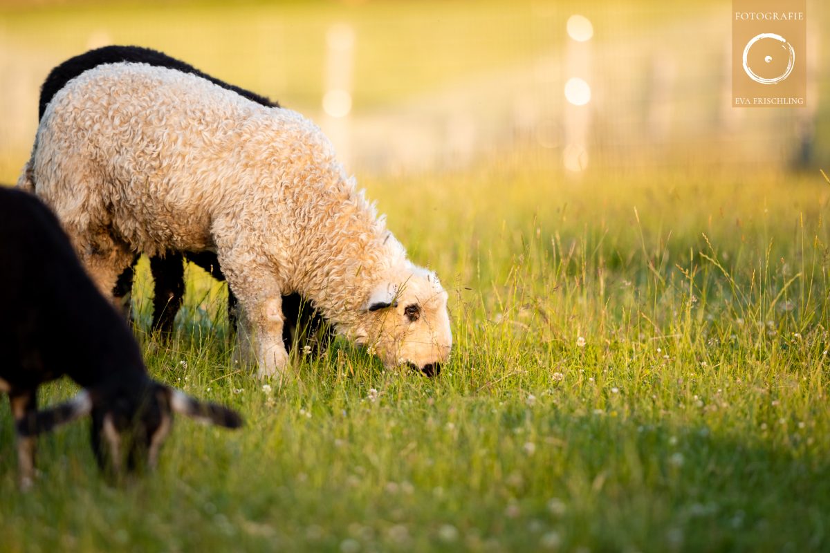Pfotenhilfe Sommer 2021-58