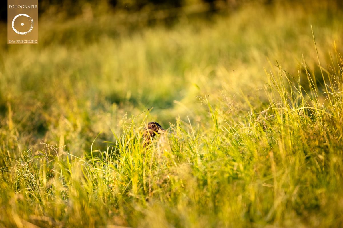 Pfotenhilfe Sommer 2021-60