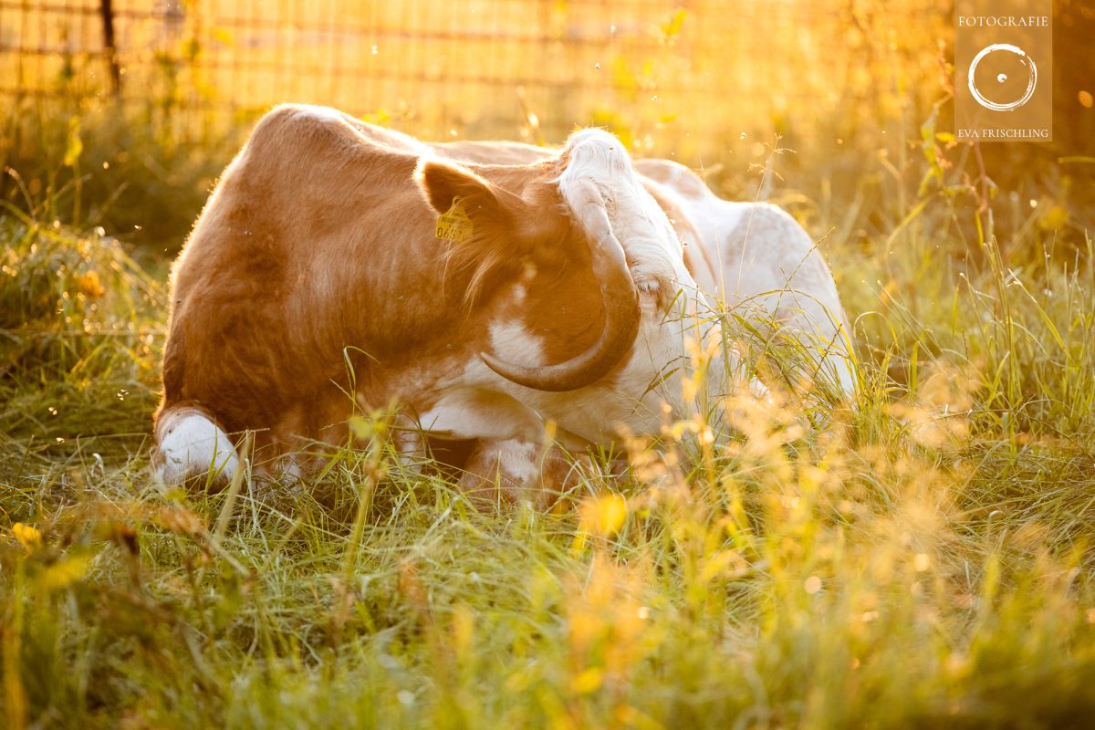 Pfotenhilfe Sommer 2021-61