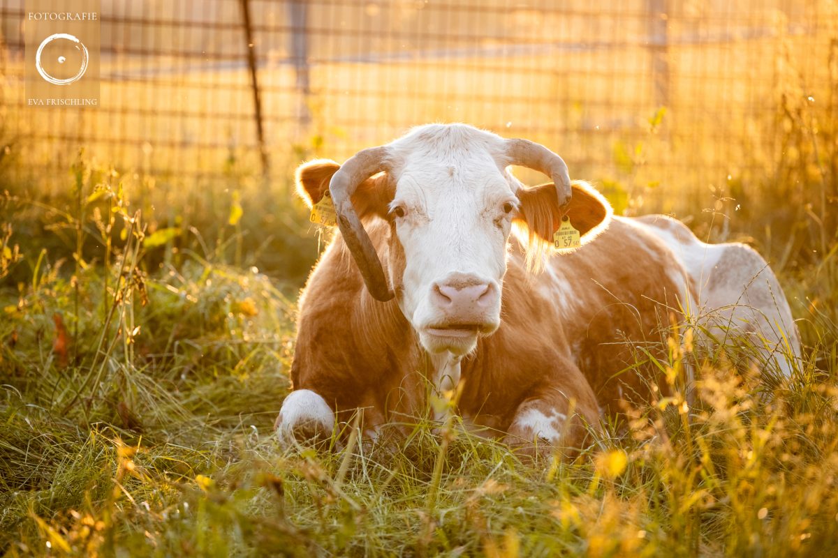 Pfotenhilfe Sommer 2021-62