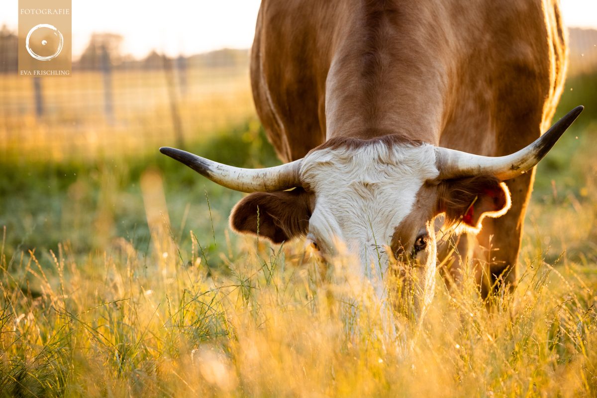 Pfotenhilfe Sommer 2021-65