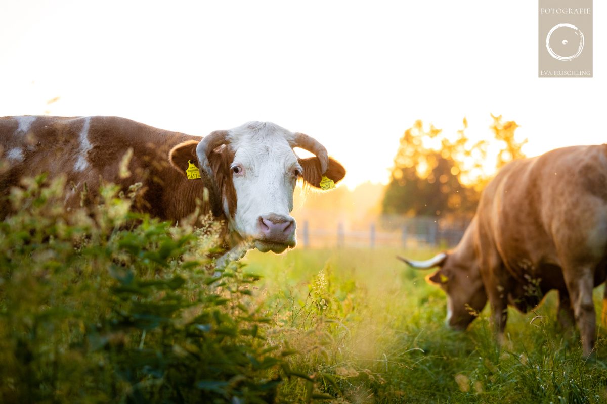 Pfotenhilfe Sommer 2021-69