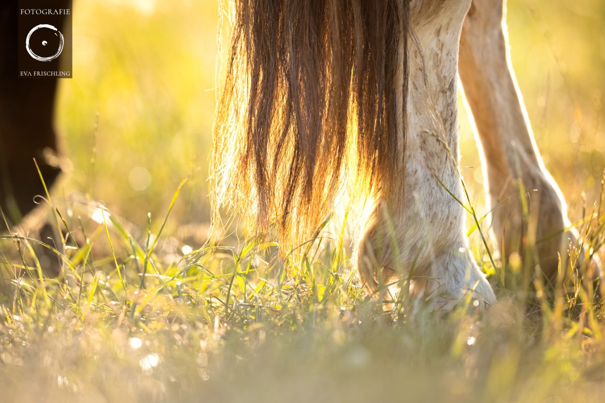 Pfotenhilfe Sommer 2021-7