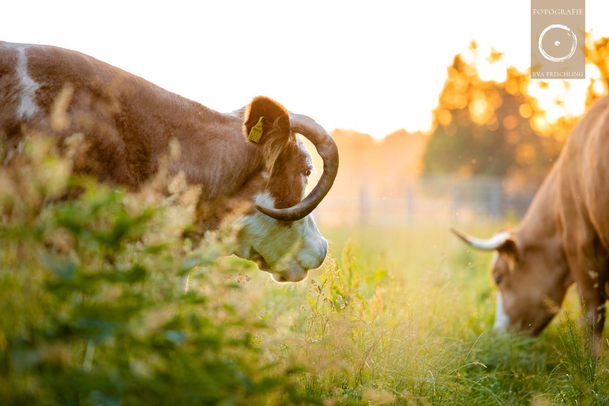 Pfotenhilfe Sommer 2021-70