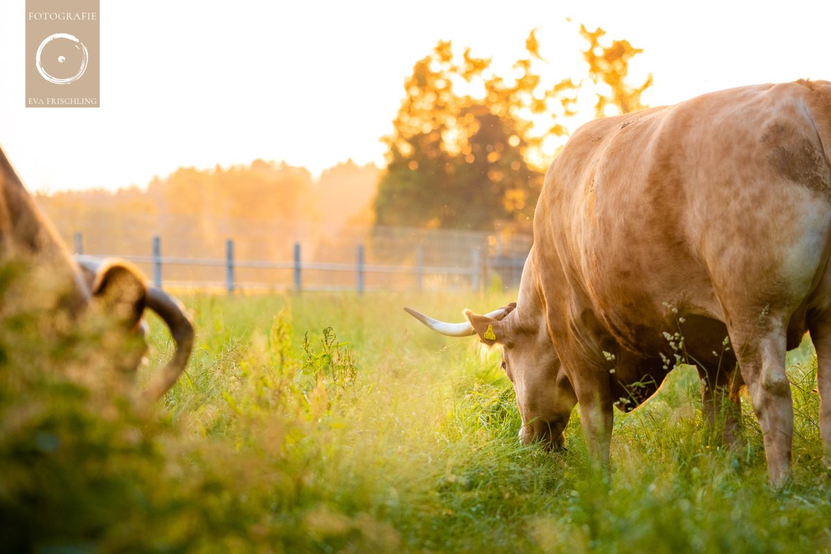 Pfotenhilfe Sommer 2021-71