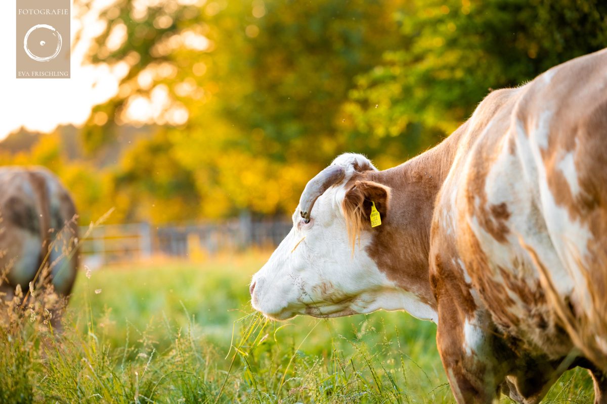 Pfotenhilfe Sommer 2021-74