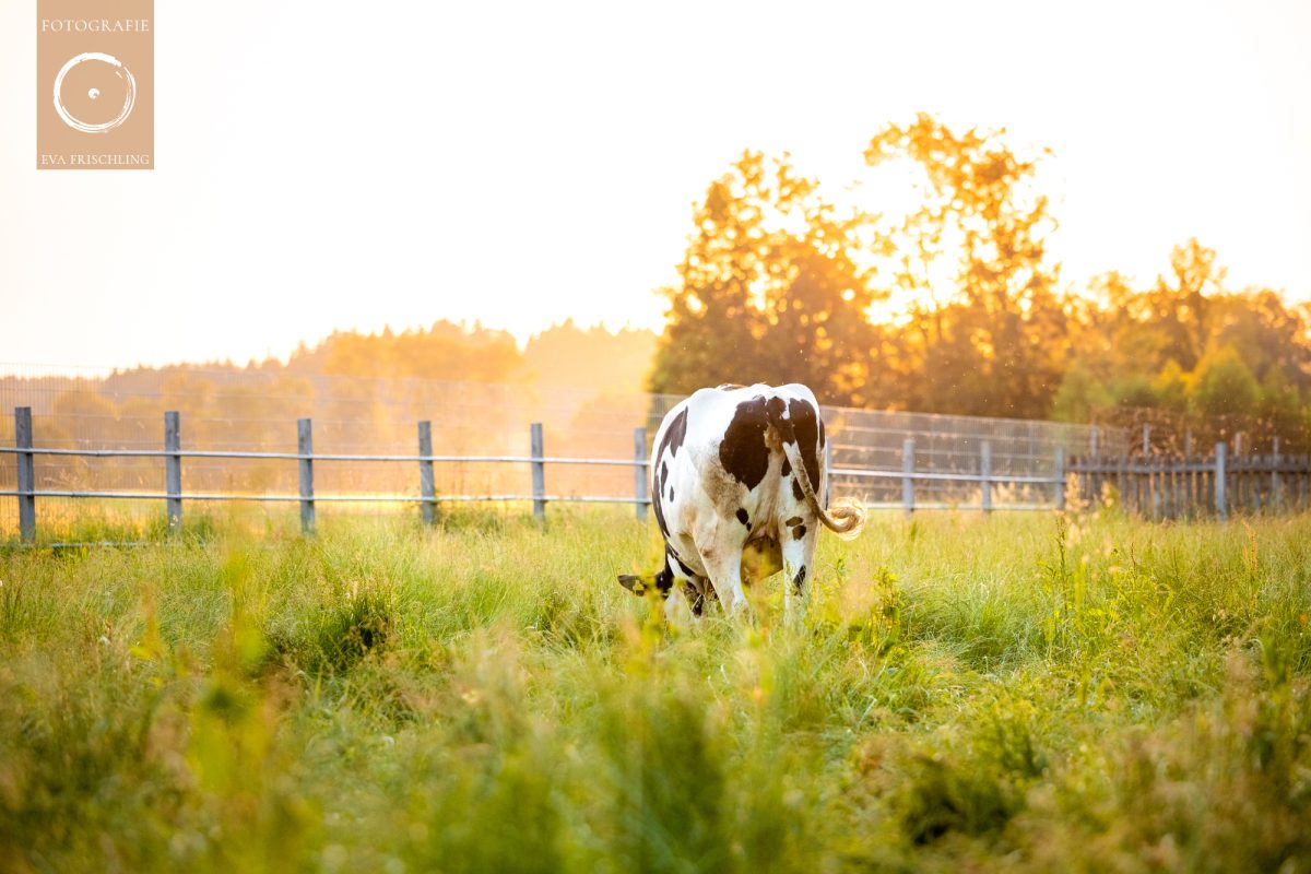 Pfotenhilfe Sommer 2021-75