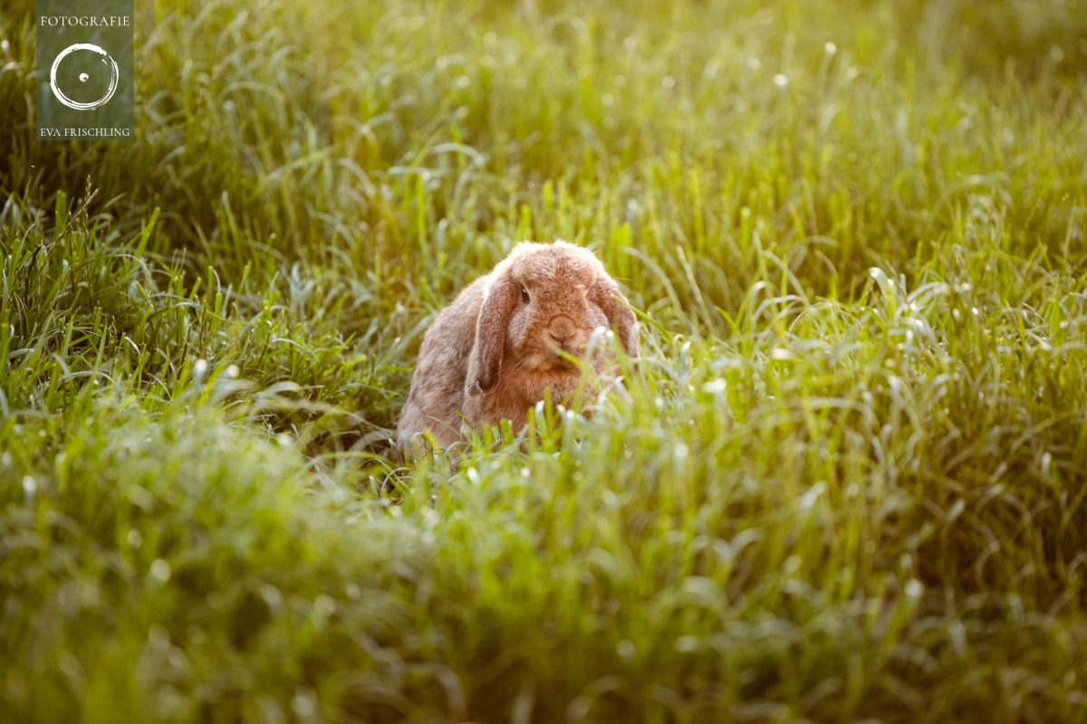 Pfotenhilfe Sommer 2021-78