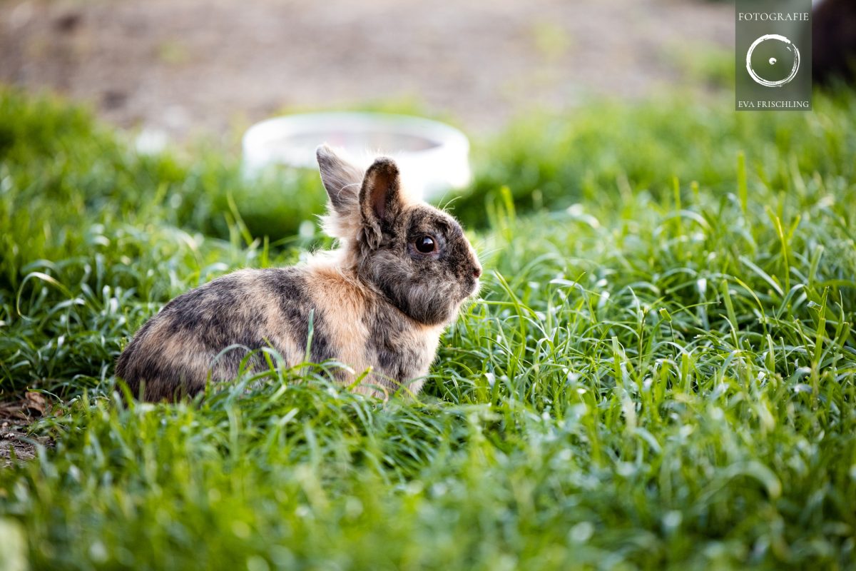 Pfotenhilfe Sommer 2021-79
