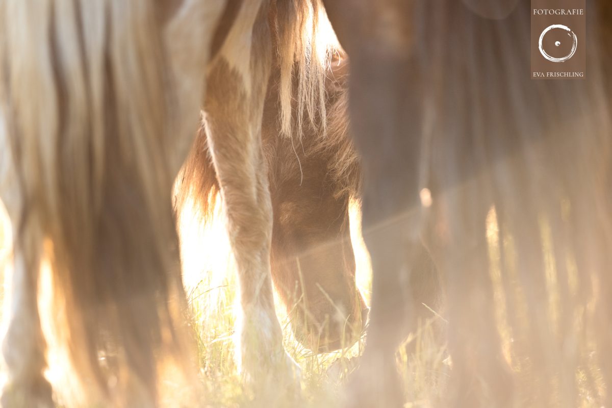 Pfotenhilfe Sommer 2021-8