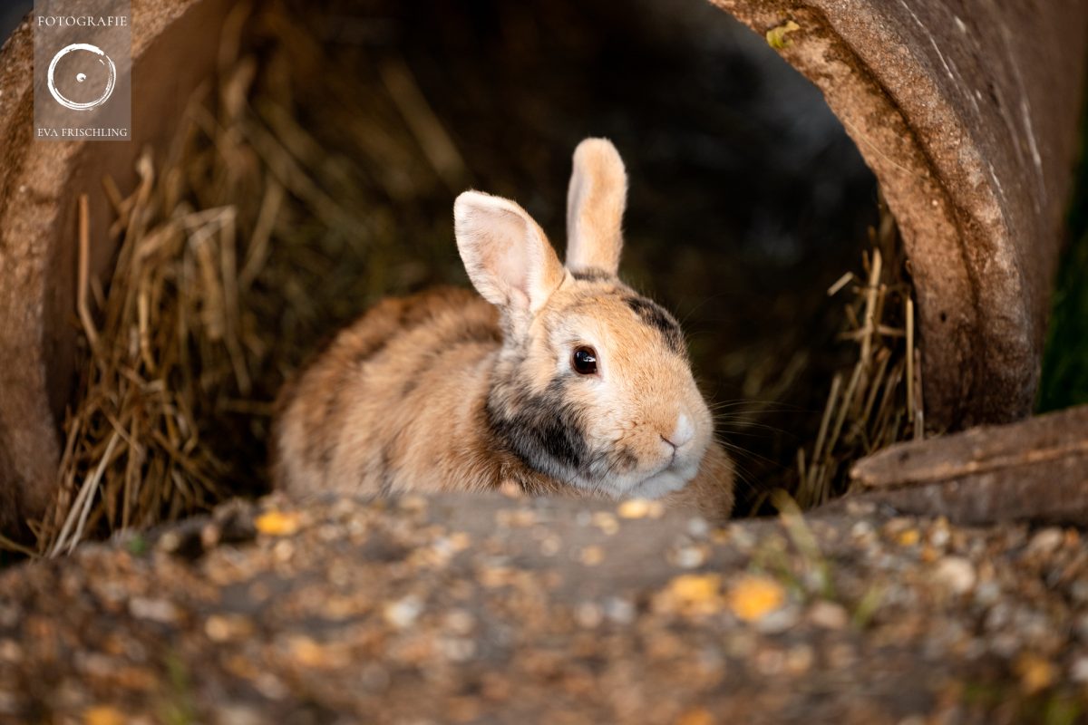 Pfotenhilfe Sommer 2021-81