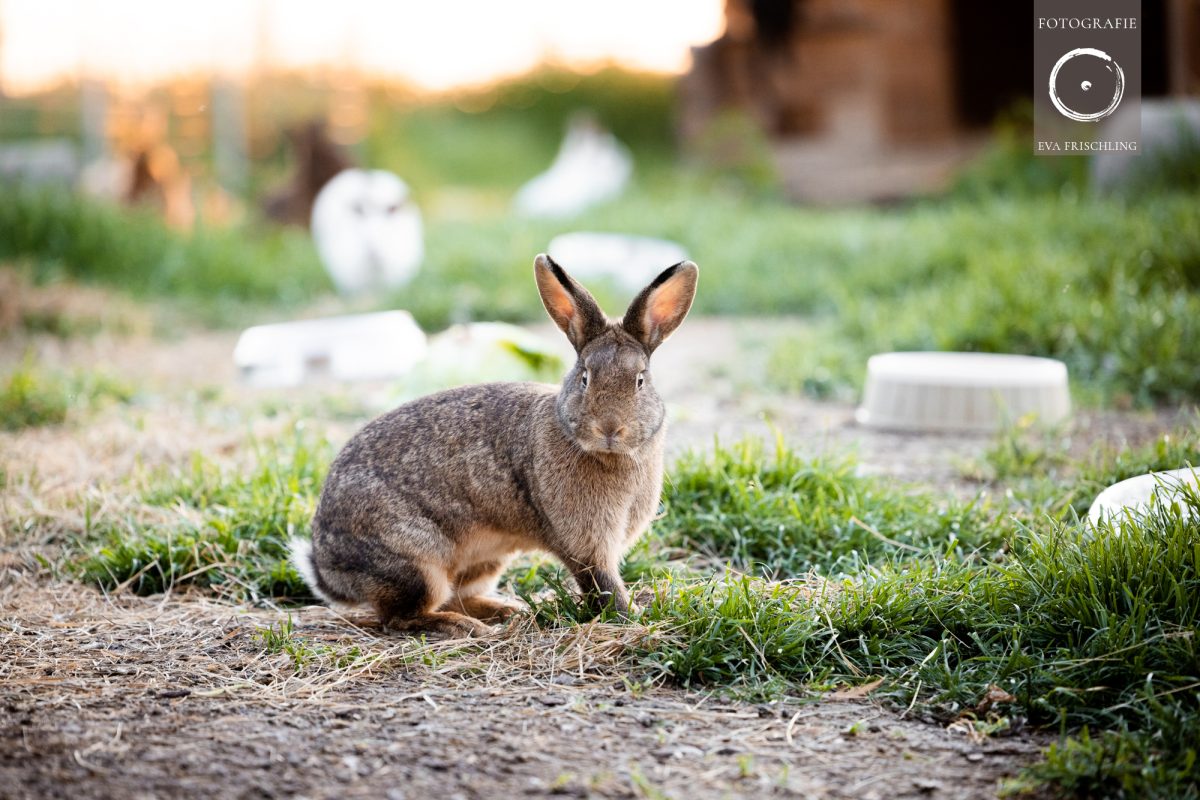 Pfotenhilfe Sommer 2021-82