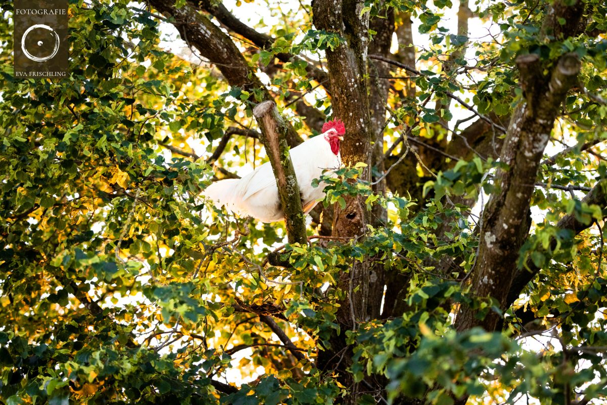 Pfotenhilfe Sommer 2021-90