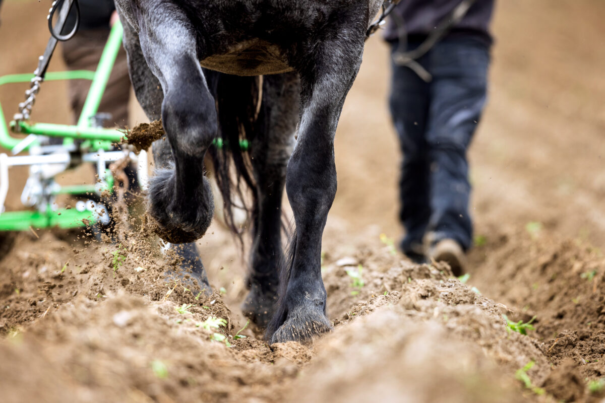 Arbeitspferde 2022-Saatbeetbereitung_www.evafrischling.at-4